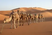 desert camels morocco rajasthan 1600x1236 wallpaper Art HD Wallpaper